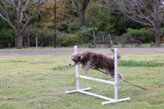 犬のトレーニング用ハードル
